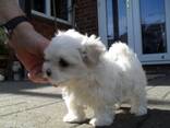 Twee Teacup Maltese pups. .. WhatsApp ons op: 447490124950 - фото 2