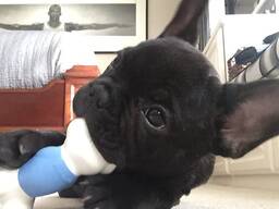 Французского бульдога