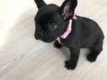Французского бульдога - photo 3