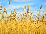 Ukrainian grain broker services - фото 1