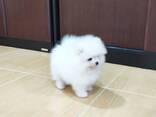 Unsere Pomeranian-Spitz-Welpen - photo 2