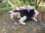Unsere wunderschönen Beagle-Welpen - photo 3
