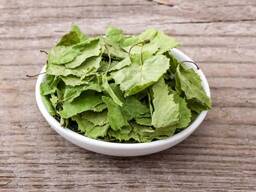 Verkauf von Blätter der Birke in großen Mengen vom Hersteller zu den besten Preisen