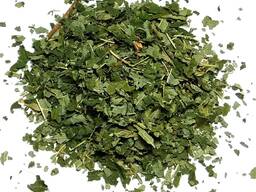 Verkauf von Gemeine Hasel in großen Mengen vom Hersteller zu den besten Preisen