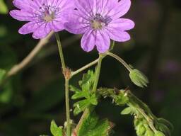 Verkauf von Geranien in großen Mengen vom Hersteller zu den besten Preisen