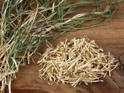 Verkauf von Quecke in großen Mengen vom Hersteller zu den besten Preisen