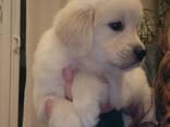 Wir bieten wundervolle Golden-Retriever-Welpen mit exzellenter Abstammung an - photo 2
