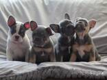 Wunderschöne Französische Bulldoggen-Welpen - photo 1