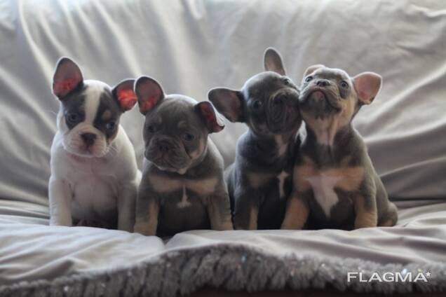 Wunderschöne Französische Bulldoggen-Welpen