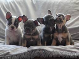 Wunderschöne Französische Bulldoggen-Welpen