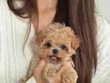 Wunderschöne Maltipoo-Welpen (F1, Rüden und Hündinnen) - photo 2