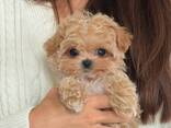 Wunderschöne Maltipoo-Welpen (F1, Rüden und Hündinnen) - photo 3
