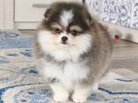 Wunderschöne Pomeranian-Welpen zu verkaufen - фото 5