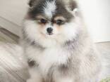 Wunderschöne Pomeranian-Welpen zu verkaufen - фото 4