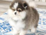 Wunderschöne Pomeranian-Welpen zu verkaufen - фото 1
