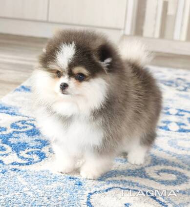 Wunderschöne Pomeranian-Welpen zu verkaufen