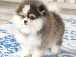 Wunderschöne Pomeranian-Welpen zu verkaufen