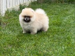 Wunderschöne Pomeranian-Welpen zu verkaufen