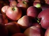 Яблоки с Украины // Apples from Ukraine - фото 4