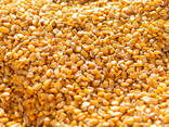 Yellow Corn For Animal Feed - фото 1