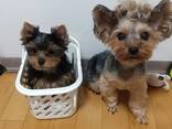 Йоркширского терьера - photo 3