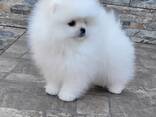 Здравствуйте, у нас продаются маленькие, милые щенки померанского шпица. - фото 2