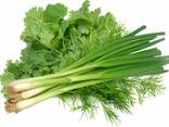 Greens, Dill and Parsley from Uzbekistan - фото 3