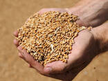 Зерно ( Пшеница) 3-класса - фото 1