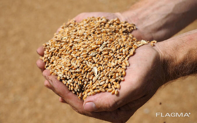 Зерно ( Пшеница) 3-класса